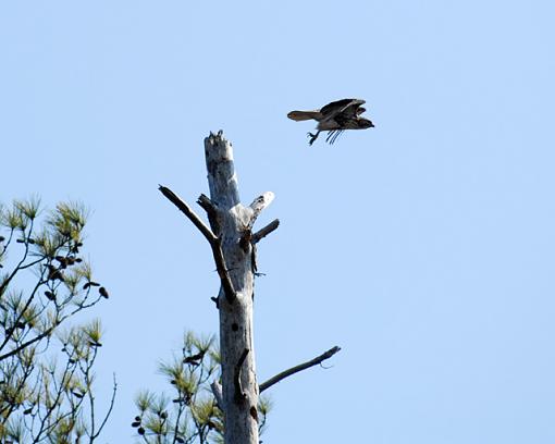 Crappy Backlit Hawk Shots-dsc_7764pr.jpg