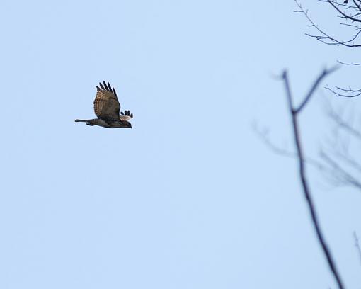 Crappy Backlit Hawk Shots-dsc_7765pr.jpg