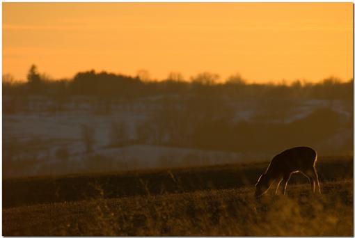 Whitetails at sunset-crw_1347.jpg