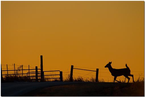 Whitetails at sunset-crw_1353.jpg