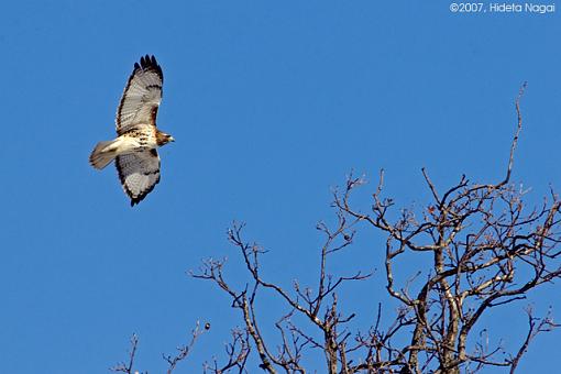 Blue Sky Day-02-23-07-rt-hawk-1.jpg