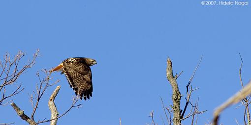 Blue Sky Day-02-23-07-rt-hawk-3.jpg