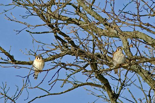 Blue Sky Day-02-23-07-kestrels-1.jpg