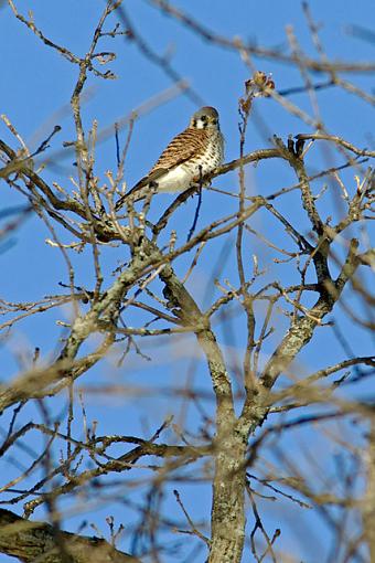 Blue Sky Day-02-23-07-kestrels-2.jpg