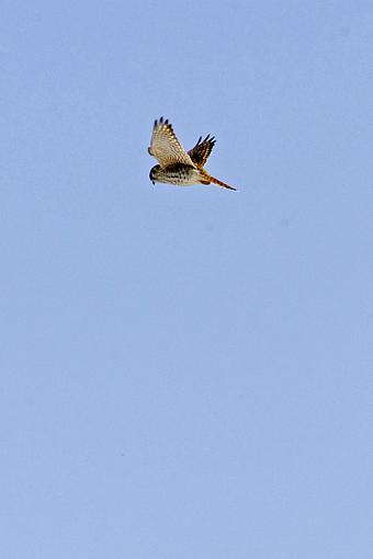 Blue Sky Day-02-23-07-kestrels-3.jpg