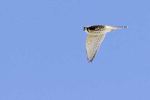 Blue Sky Day-02-23-07-kestrels-4.jpg