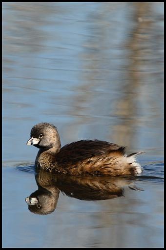 Sepulveda Basin Wildlife Reserve-img_9651_a_640.jpg