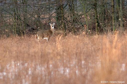 In Search of Owl-02-24-07-early-morning-deer.jpg