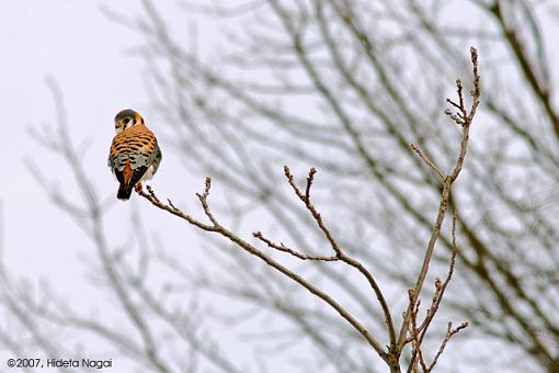 In Search of Owl-02-24-07-kestrel.jpg