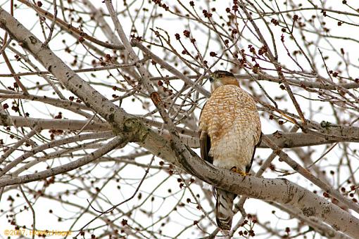 In Search of Owl-02-24-07-coopers-hawk.jpg