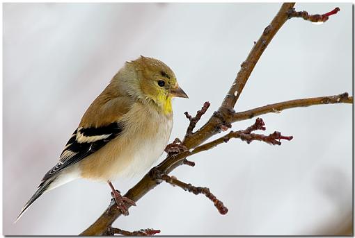 Backyard Goldfinch-crw_1397.jpg