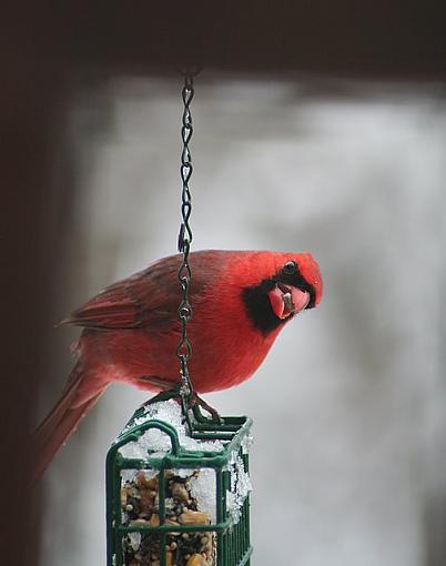 Cardinals-cardinalfeeder2.jpg