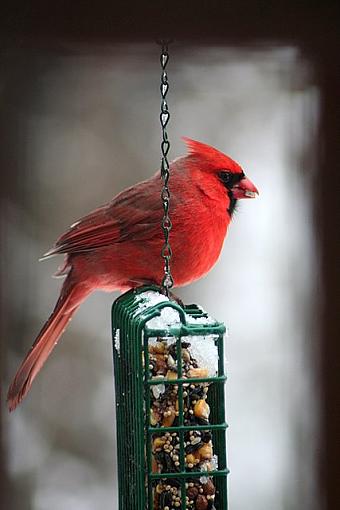 Cardinals-cardinalfeeder.jpg