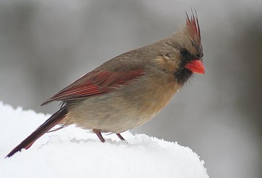 Cardinals-femalecardinal.jpg