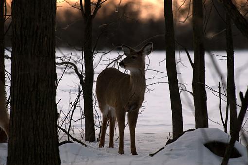 Deer in Yard-dsc_0018_640_web.jpg