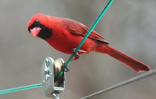 Another Cardinal-anothercardinal.jpg