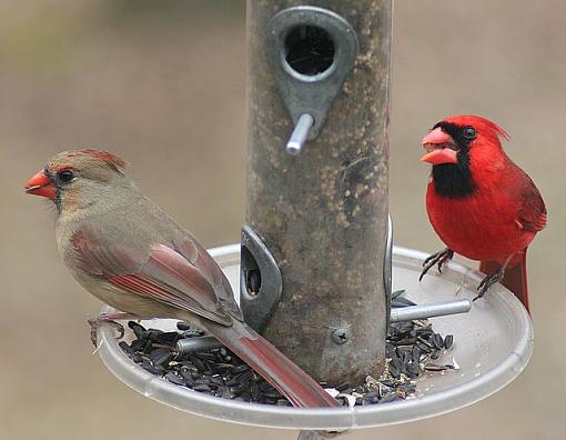 Dinner for Two-cardinalsagain.jpg