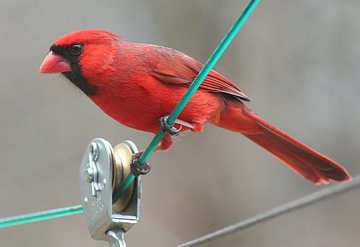 Another Cardinal-anothercardinal2.jpg