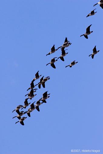 Blue Sky Day II-03-02-07-big-sky-geese-1.jpg