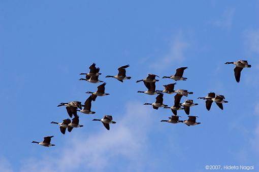 Blue Sky Day II-03-02-07-big-sky-geese-2.jpg