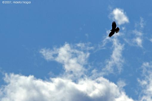 Blue Sky Day II-03-02-07-big-sky-hawk-1.jpg