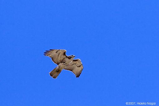 Blue Sky Day II-03-02-07-big-sky-hawk-2.jpg