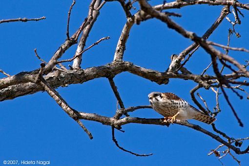 Blue Sky Day II-03-02-07-big-sky-kestrel-1.jpg