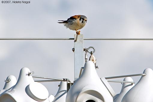 Blue Sky Day II-03-02-07-kestrel-birdhouses.jpg