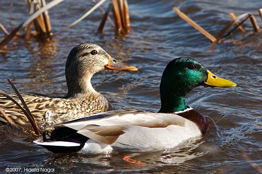 Blue Sky Day II-03-02-07-mallards.jpg