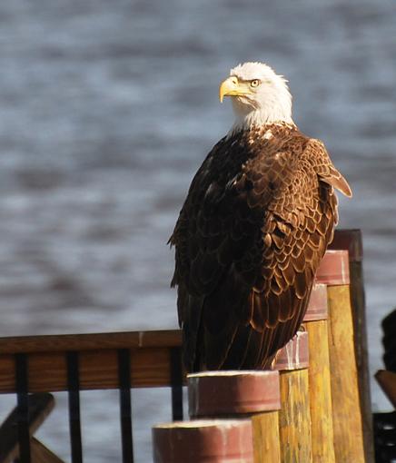 Ol' Glory-eagle-3.jpg