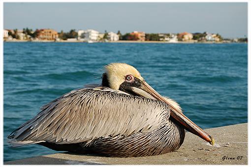 First of a few from...-pelican-1.jpg