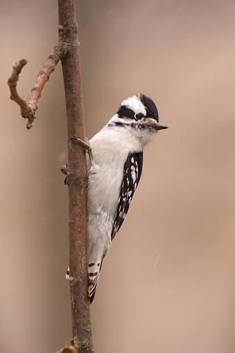 Click image for larger version.&nbsp;

Name:	DSC_0051_400_web.jpg&nbsp;
Views:	111&nbsp;
Size:	94.1 KB&nbsp;
ID:	38399