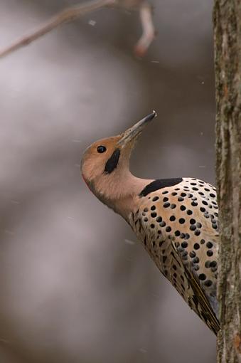 Click image for larger version.&nbsp;

Name:	DSC_0060_400_web.jpg&nbsp;
Views:	97&nbsp;
Size:	122.0 KB&nbsp;
ID:	38400