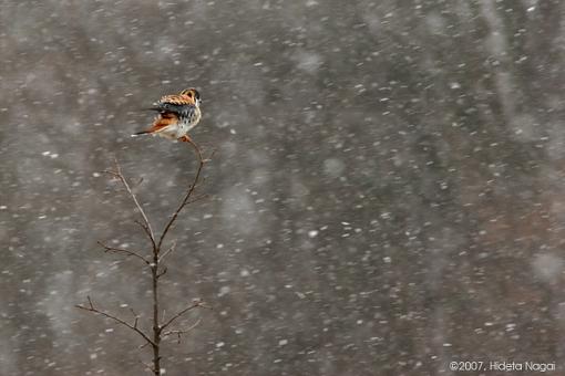 3 Views of Kestrel-03-03-07-kestrels-0.jpg