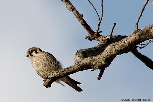 3 Views of Kestrel-03-03-07-kestrels-1.jpg