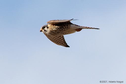 3 Views of Kestrel-03-03-07-kestrels-2.jpg