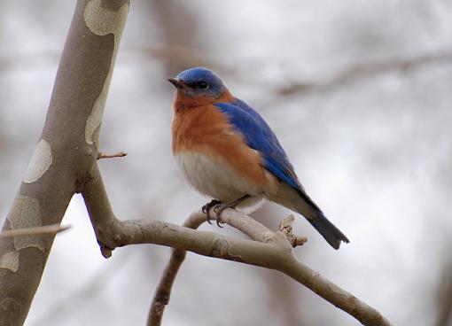 Bluebirds!-bluebird4.jpg