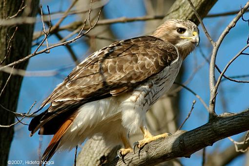 Hunting the Hunter-03-05-07-rt-hawk-1.jpg