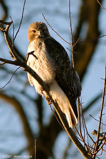 Hunting the Hunter-03-05-07-rt-hawk-3.jpg