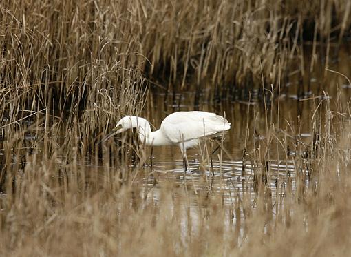 The Little Egret.-forum-3.jpg