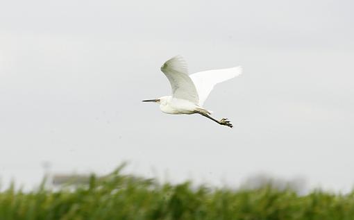 The Little Egret.-forum-2.jpg