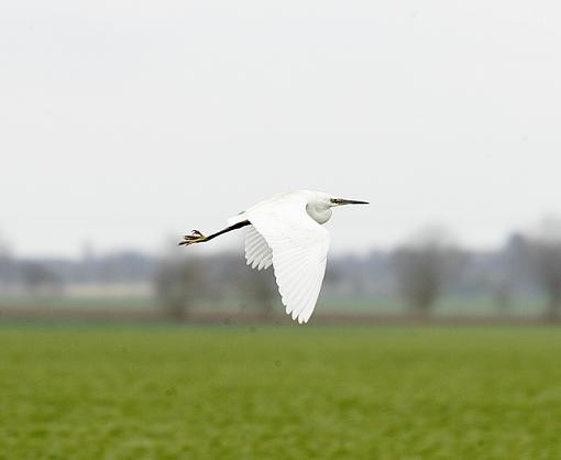 The Little Egret.-forum-4.jpg