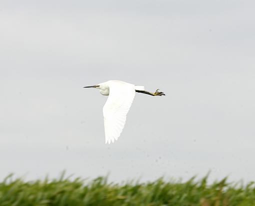 The Little Egret.-forum-1.jpg