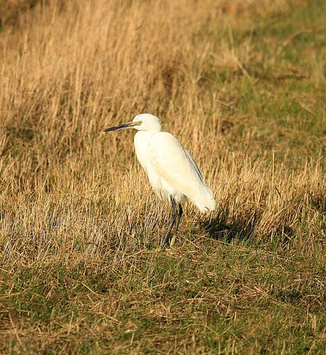 The Little Egret.-forum-5.jpg