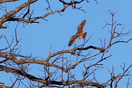 Hunting the Hunter II-03-07-07-kestrel-meal-1.jpg