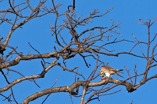 Hunting the Hunter II-03-07-07-kestrel-meal-2.jpg