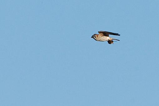 Hunting the Hunter II-03-07-07-kestrel-meal-5.jpg