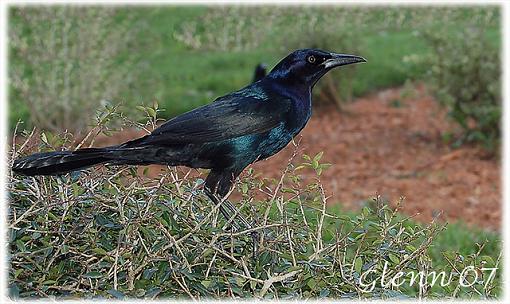 Noisy, but what ?-grackle-web.jpg