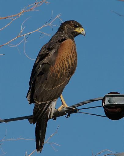 Harris' Hawk-harris640px.jpg