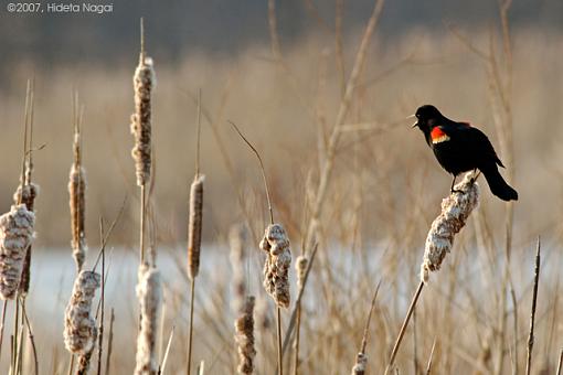 Red-Winged Blackbirds-03-09-07-rw-blackbird-1.jpg